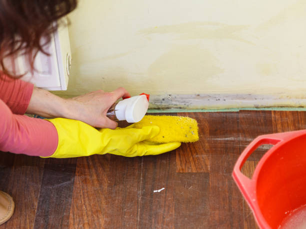 Best Attic Mold Removal  in Mvern, AL